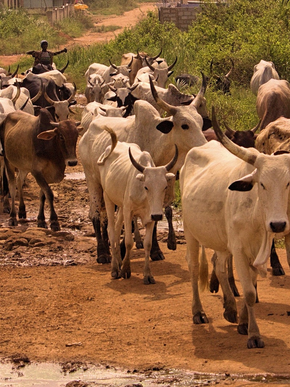 Placeholder for Bio4 Afrika photo