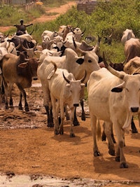 Placeholder for Bio4 Afrika photo