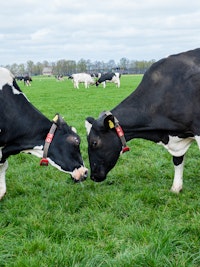 Placeholder for Koeien 19