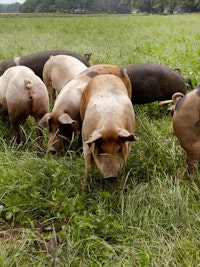 Placeholder for Livar