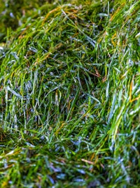 Placeholder for O0 A0331