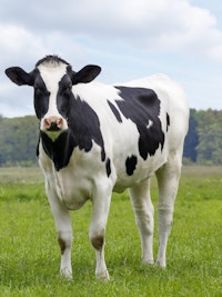 Placeholder for Cow