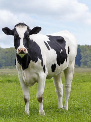 Placeholder for Cow
