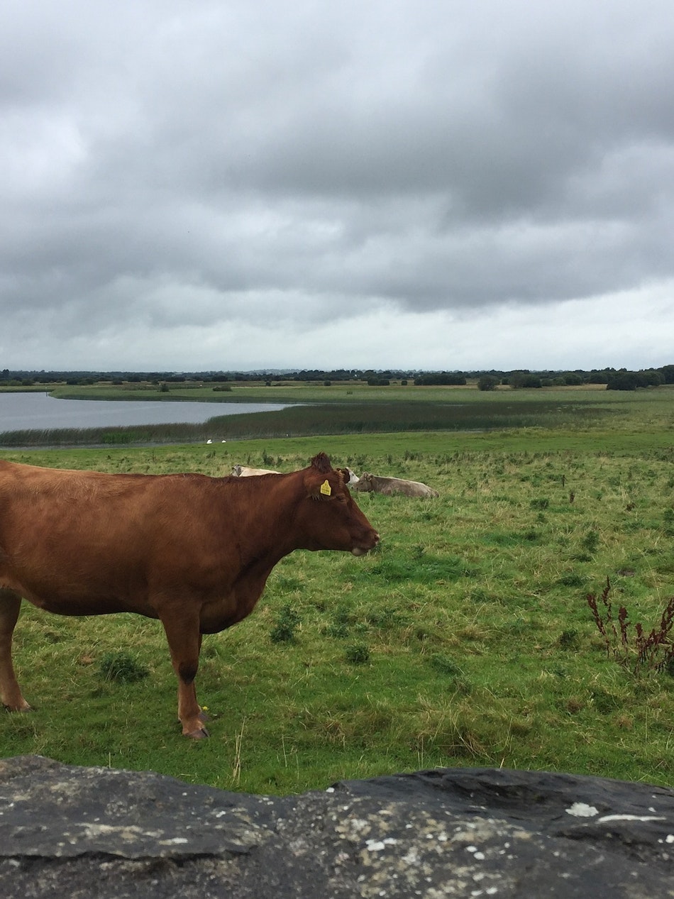 Placeholder for Cows g7f65ed61e 1920