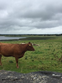 Placeholder for Cows g7f65ed61e 1920