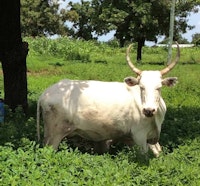 Placeholder for Grassa bio4africa staand