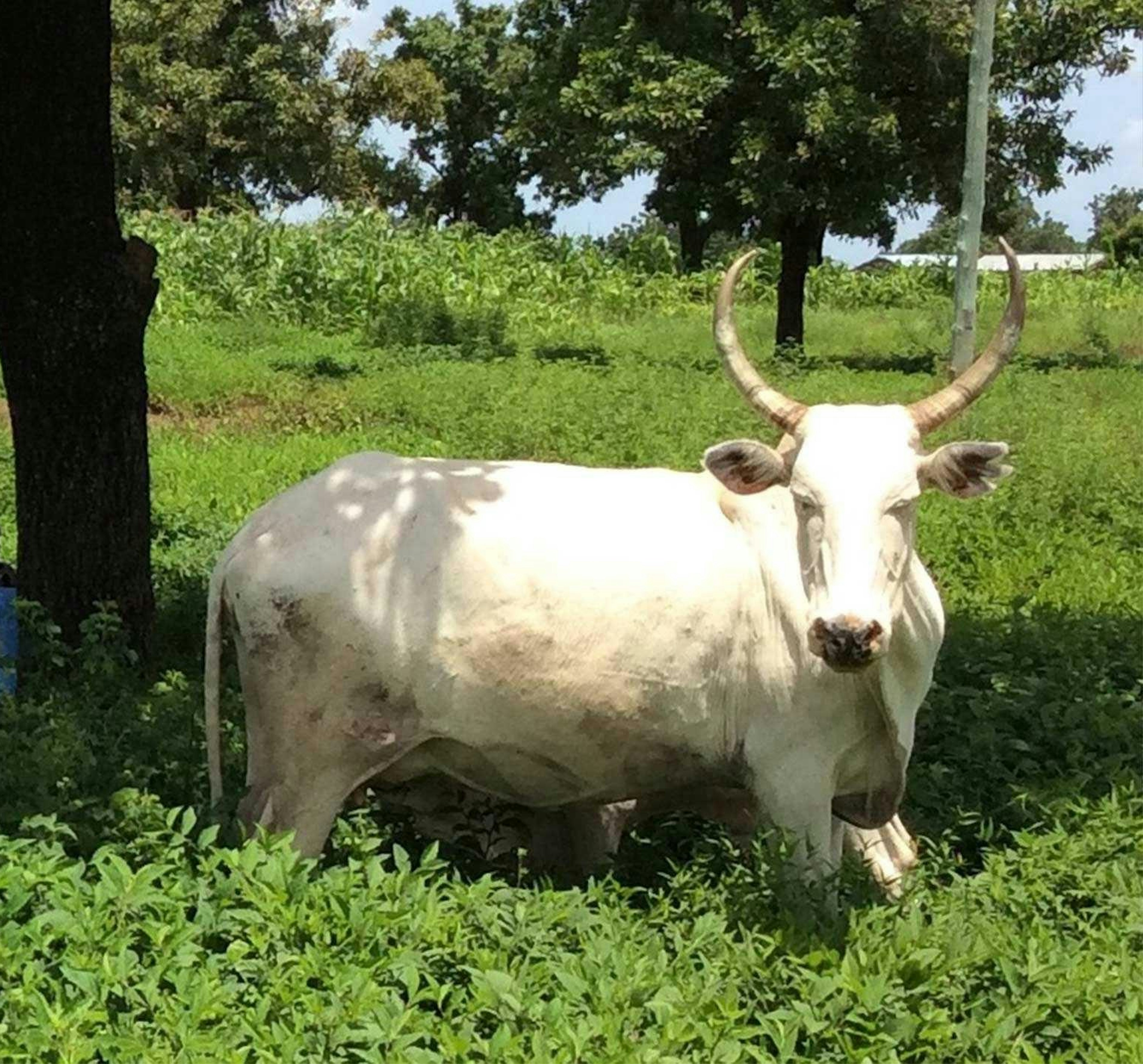 Grassa bio4africa staand