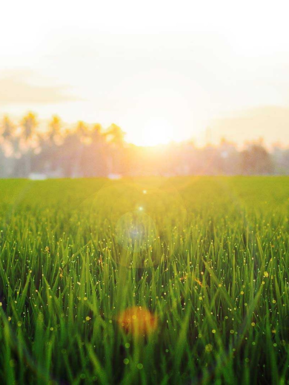 Placeholder for Grassa overgrassa header