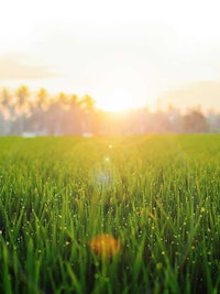 Placeholder for Grassa overgrassa header