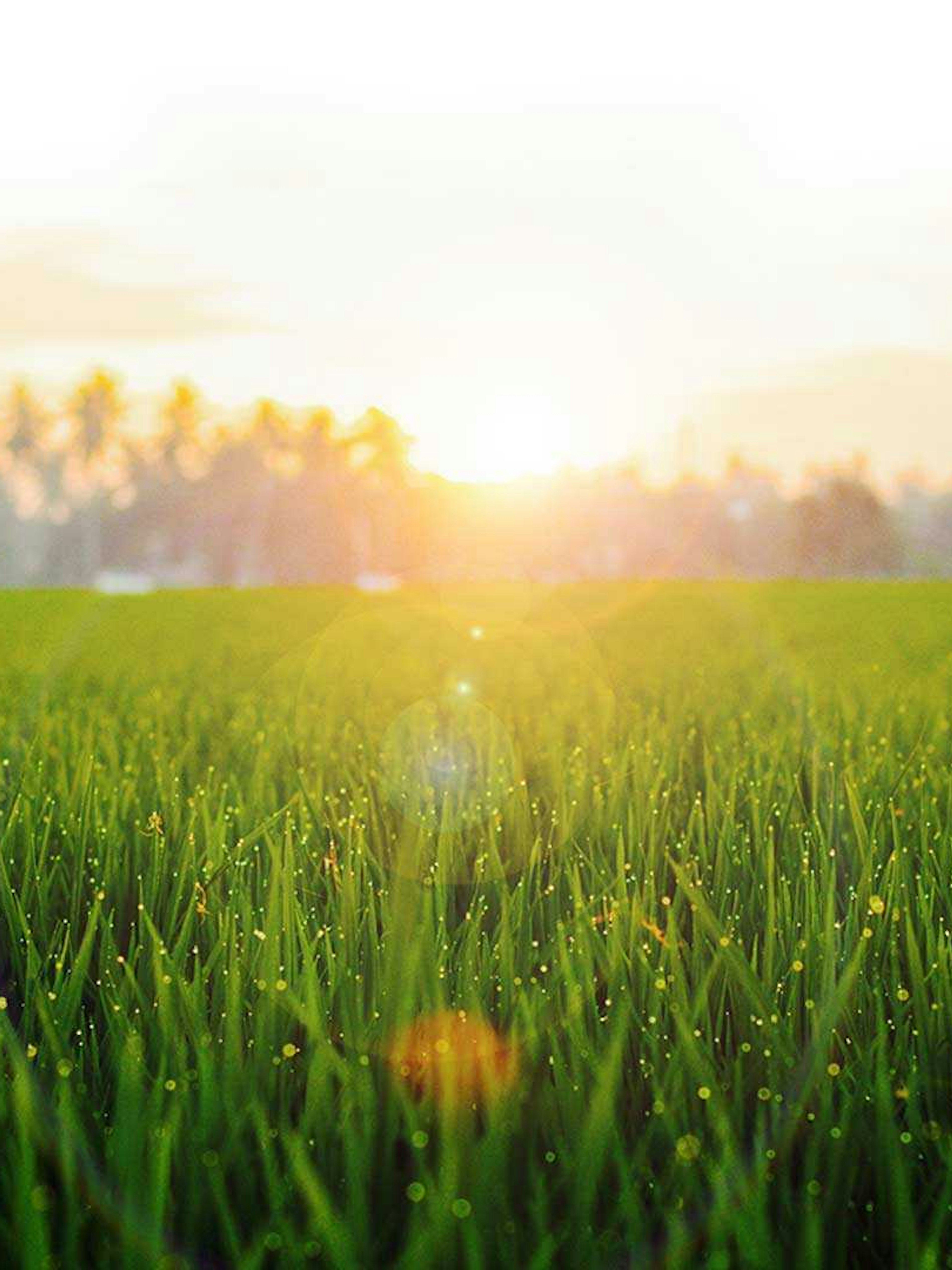 Grassa overgrassa header